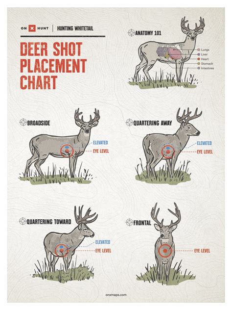 Shoulder Deer Shot Placement Chart