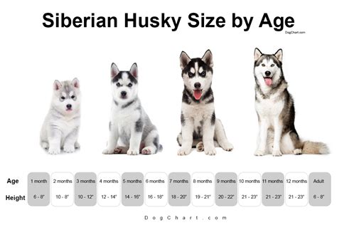 Siberian Husky Size Chart