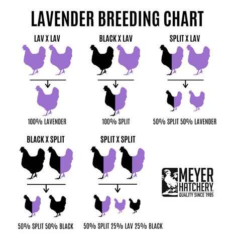 Silkie Breeding Chart