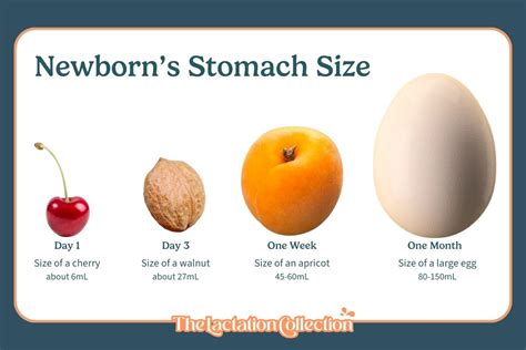 Size Of Newborn Stomach Chart