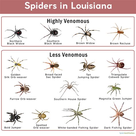 Spider Identification Chart Louisiana