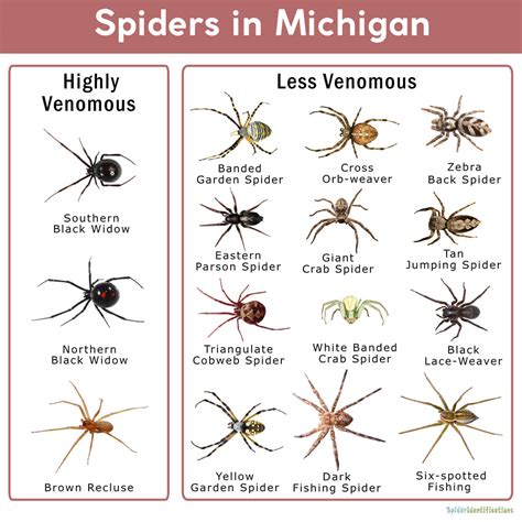 Spiders Of Michigan Identification Chart