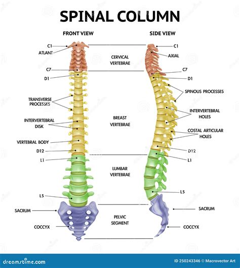 Spine Chart Labeled