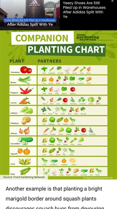 Strawberry Companion Planting Chart