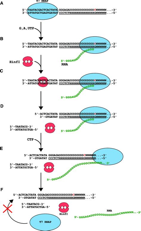 T7 Rna Polymerase Replicates Rna Template