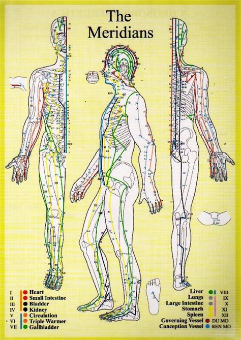 Tcm Meridians Chart