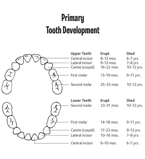 Teeth Losing Chart