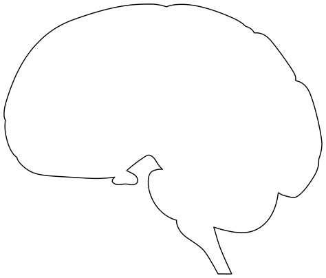 Template Of Brain