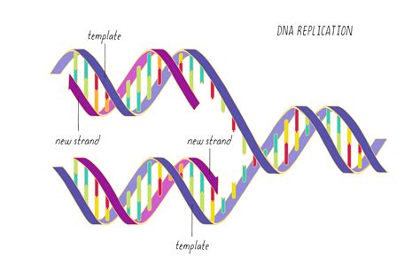 Template Strand Dna Replication