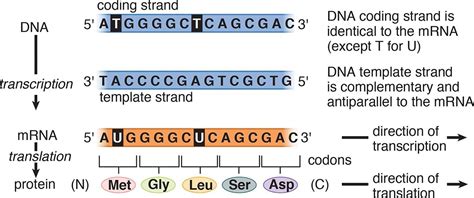 Template Strand To Mrna