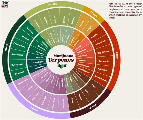 Terpene Profile Chart