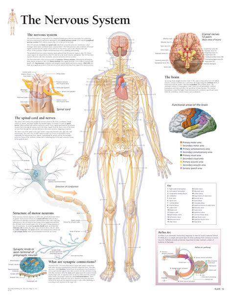 The Nervous System Chart