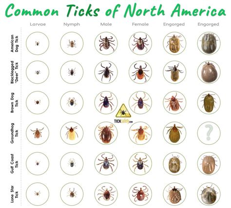 Tick Identifier Chart