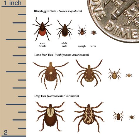 Tick Size Chart
