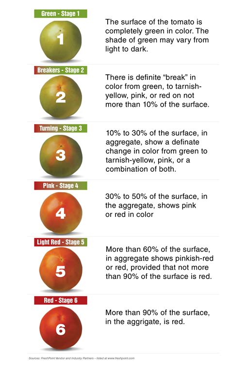 Tomato Ripening Color Chart
