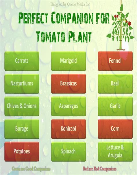 Tomatoes Companion Planting Chart