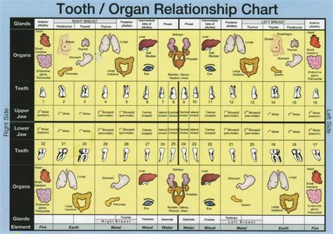 Tooth And Organ Chart