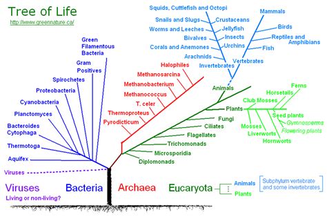 Tree Of Life Chart