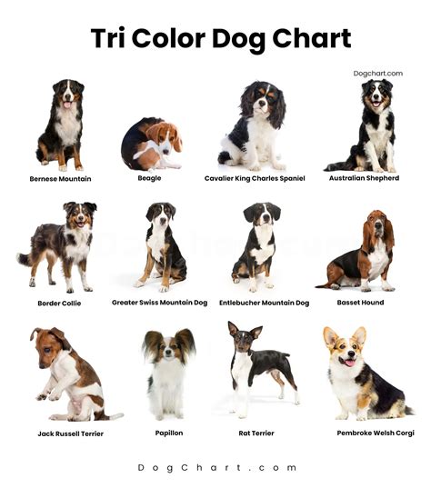 Tri Color Dog Chart