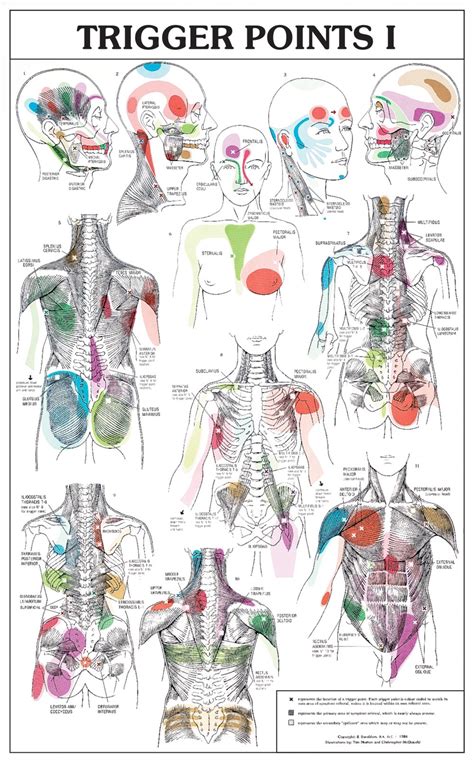 Trigger Points Chart