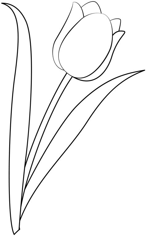 Tulip Template To Color
