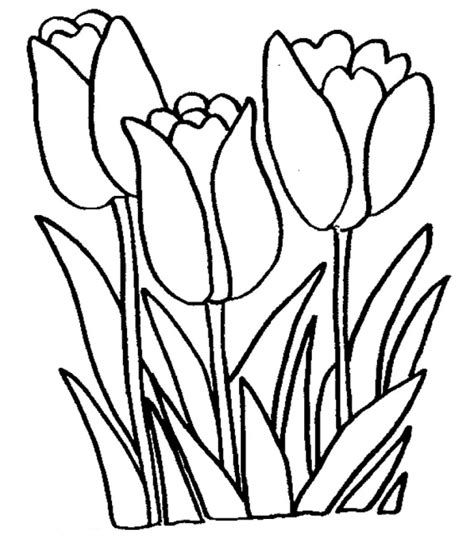 Tulips Coloring Pages Printable