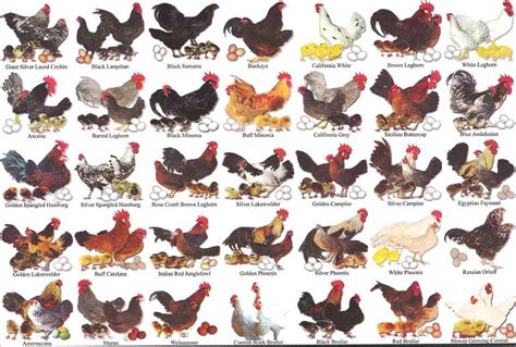 Types Of Chickens Chart