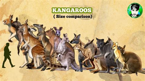 Types Of Kangaroos Chart