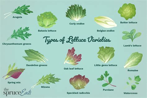 Types Of Lettuce Chart