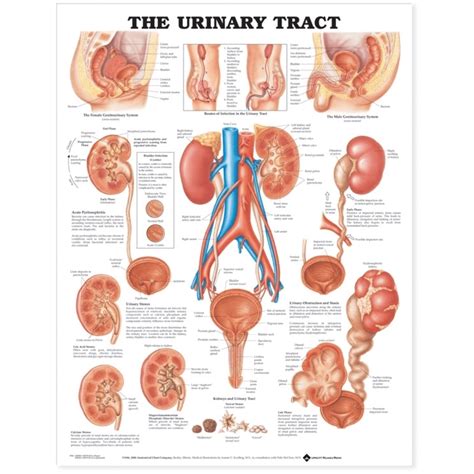 Urinary System Flow Chart