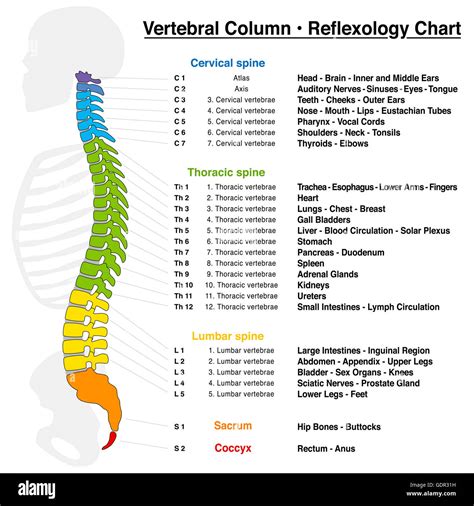 Vertebral Column Reflexology Chart