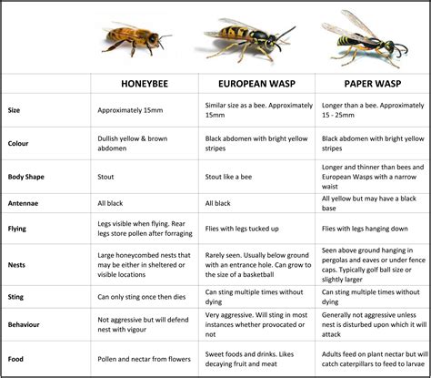 Wasp Aggression Chart