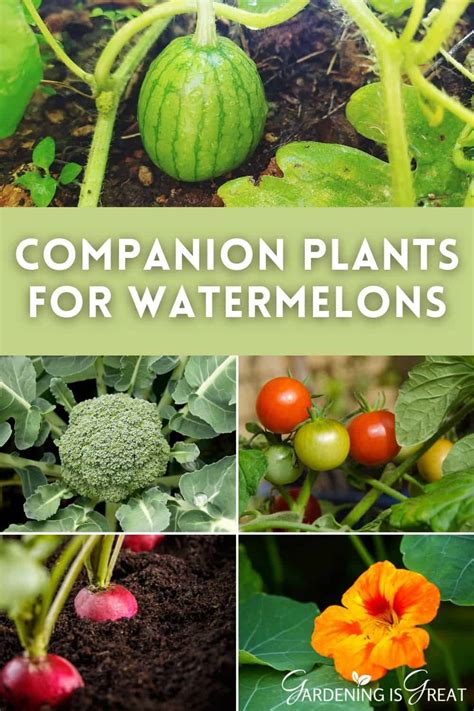 Watermelon Companion Planting Chart