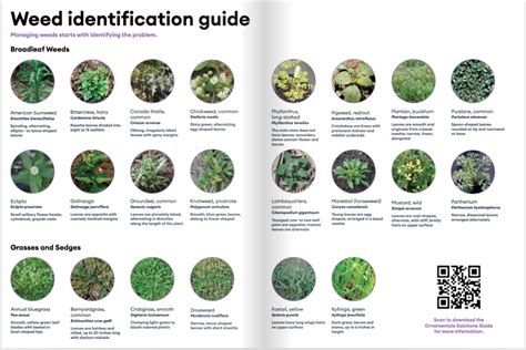 Weeds Identification Chart