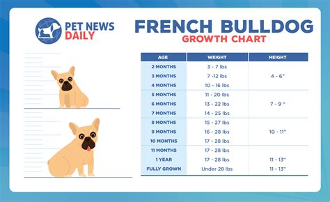 Weight Chart For French Bulldog