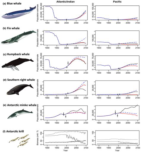 Whale Population Chart