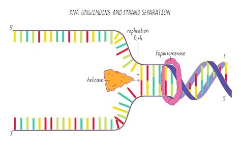 What Is Not Synthesized From A Dna Template