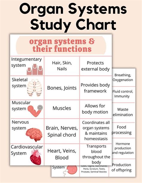 Which Box In The Chart Shows An Organ System
