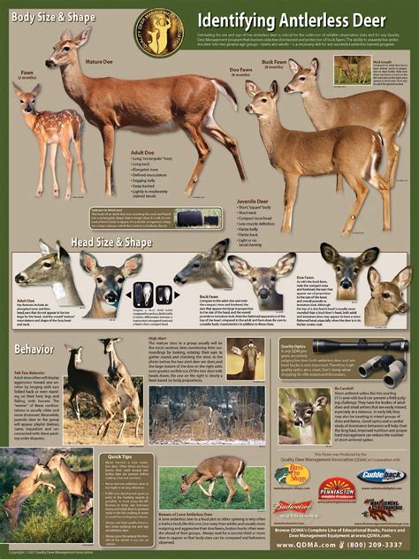 Whitetail Doe Age Chart
