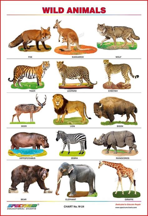 Wild Animals Chart