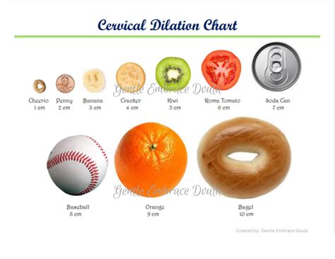 Women's Dilation Chart