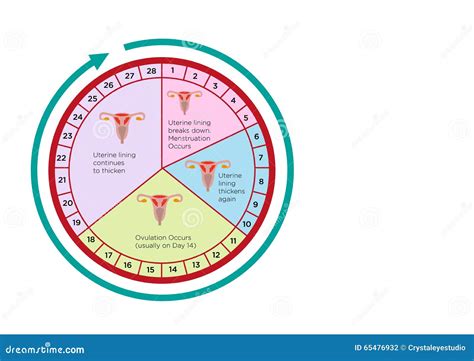Women's Fertility Chart