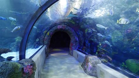 A Walkthrough Aquarium