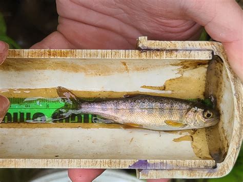 Adfg Anadromous Waters Catalog