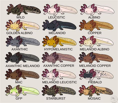 Axolotl Color Chart