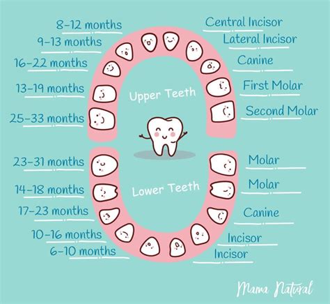 Baby Teeth Chart Order