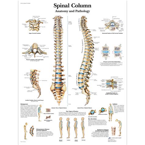 Back Vertebrae Chart