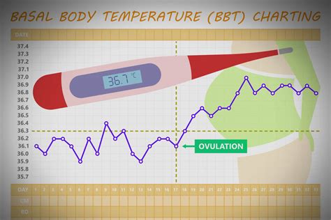 Basal Body Temperature Pregnancy Chart Examples