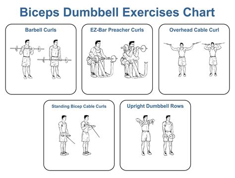 Biceps Dumbbell Exercises Chart