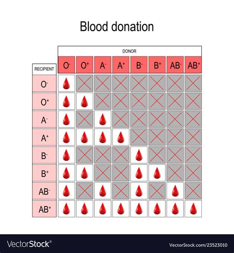 Blood Type Donor Chart